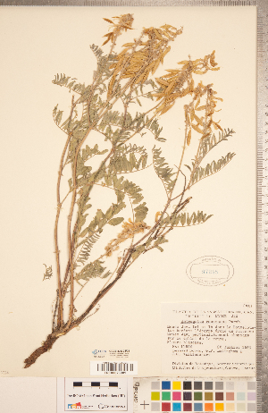  ( - CCDB-20330-F02)  @11 [ ] Copyright (2015) Deb Metsger Royal Ontario Museum