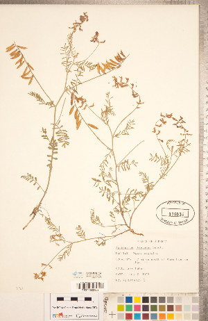  ( - CCDB-20330-H03)  @11 [ ] Copyright (2015) Deb Metsger Royal Ontario Museum