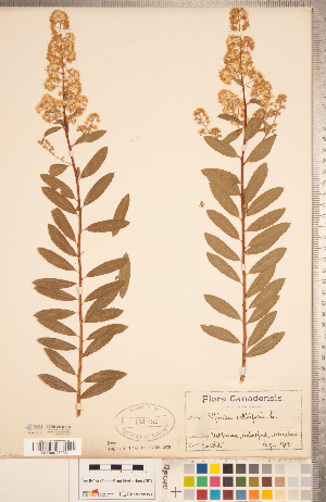  (Spiraea salicifolia - CCDB-20330-H05)  @11 [ ] Copyright (2015) Deb Metsger Royal Ontario Museum