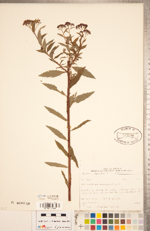  (Spiraea japonica - CCDB-20330-A05)  @11 [ ] Copyright (2015) Deb Metsger Royal Ontario Museum