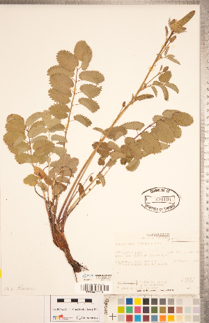  (Sanguisorba stipulata - CCDB-20330-D06)  @11 [ ] Copyright (2015) Deb Metsger Royal Ontario Museum