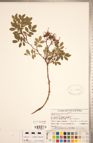  ( - CCDB-20330-B07)  @11 [ ] Copyright (2015) Deb Metsger Royal Ontario Museum