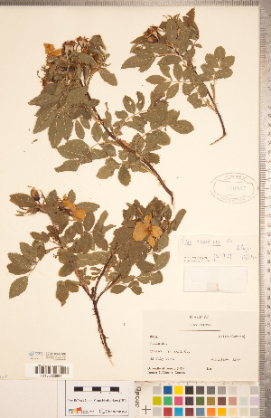  ( - CCDB-20330-B08)  @11 [ ] Copyright (2015) Deb Metsger Royal Ontario Museum
