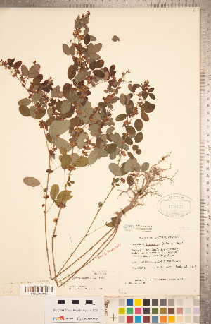  (Lespedeza violacea - CCDB-20330-G11)  @11 [ ] Copyright (2015) Deb Metsger Royal Ontario Museum