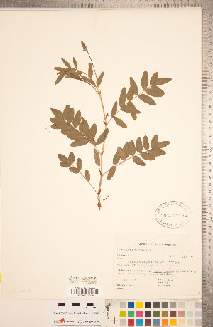  ( - CCDB-20330-A11)  @11 [ ] Copyright (2015) Deb Metsger Royal Ontario Museum