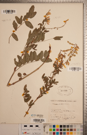  ( - CCDB-20330-G12)  @11 [ ] Copyright (2015) Deb Metsger Royal Ontario Museum