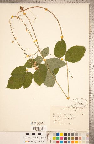  (Hylodesmum nudiflorum - CCDB-20331-A01)  @11 [ ] Copyright (2015) Deb Metsger Royal Ontario Museum