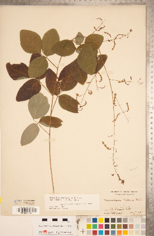  (Desmodium dillenii - CCDB-20331-B02)  @11 [ ] Copyright (2015) Deb Metsger Royal Ontario Museum