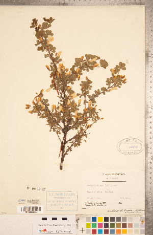  ( - CCDB-20331-C04)  @11 [ ] Copyright (2015) Deb Metsger Royal Ontario Museum
