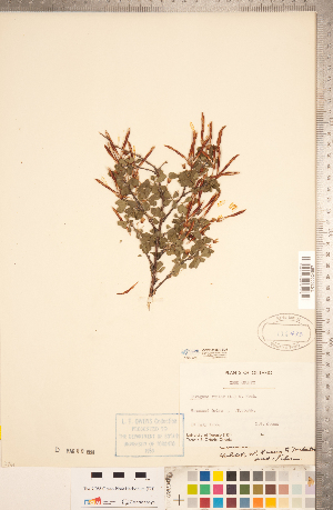  ( - CCDB-20331-B04)  @11 [ ] Copyright (2015) Deb Metsger Royal Ontario Museum