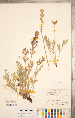  (Oxytropis lambertii var. lambertii - CCDB-20331-A08)  @11 [ ] Copyright (2015) Deb Metsger Royal Ontario Museum
