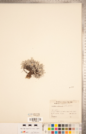 ( - CCDB-20331-C09)  @11 [ ] Copyright (2015) Deb Metsger Royal Ontario Museum