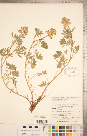  (Lupinus littoralis - CCDB-20331-D10)  @11 [ ] Copyright (2015) Deb Metsger Royal Ontario Museum
