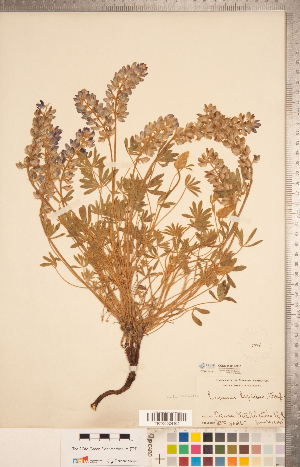  (Lupinus lepidus - CCDB-20331-B10)  @11 [ ] Copyright (2015) Deb Metsger Royal Ontario Museum
