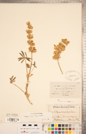  (Lupinus densiflorus - CCDB-20331-G11)  @11 [ ] Copyright (2015) Deb Metsger Royal Ontario Museum