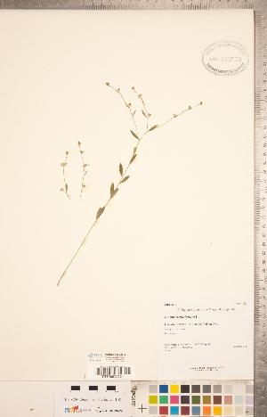  (Linum virginianum - CCDB-20331-B12)  @11 [ ] Copyright (2015) Deb Metsger Royal Ontario Museum