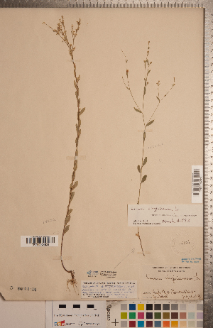  (Linum virginianum - CCDB-20332-H01)  @11 [ ] Copyright (2015) Deb Metsger Royal Ontario Museum