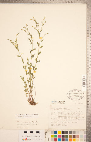  (Linum striatum - CCDB-20332-G02)  @11 [ ] Copyright (2015) Deb Metsger Royal Ontario Museum