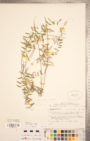  (Vicia caroliniana - CCDB-20332-E05)  @11 [ ] Copyright (2015) Deb Metsger Royal Ontario Museum