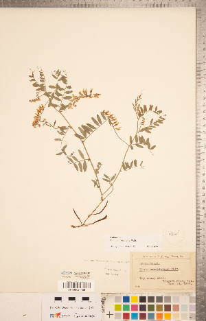  (Vicia caroliniana - CCDB-20332-C05)  @11 [ ] Copyright (2015) Deb Metsger Royal Ontario Museum
