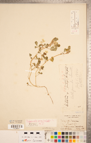  (Trigonella corniculata - CCDB-20332-A05)  @11 [ ] Copyright (2015) Deb Metsger Royal Ontario Museum