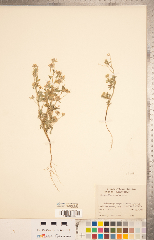  (Trigonella caerulea - CCDB-20332-G06)  @11 [ ] Copyright (2015) Deb Metsger Royal Ontario Museum