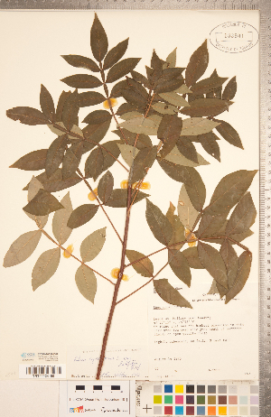  (Rhus copallinum var. copallinum - CCDB-20332-D09)  @11 [ ] Copyright (2015) Deb Metsger Royal Ontario Museum