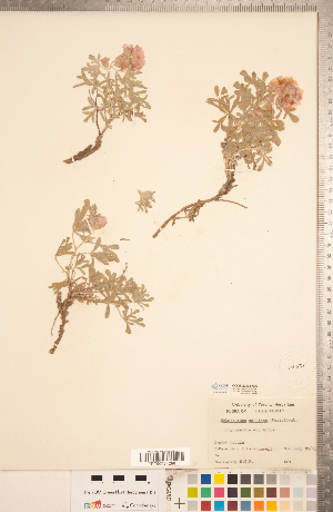  (Sphaeralcea coccinea - CCDB-20333-A06)  @11 [ ] Copyright (2015) Deb Metsger Royal Ontario Museum