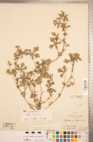  (Althaea hirsuta - CCDB-20333-H07)  @11 [ ] Copyright (2015) Deb Metsger Royal Ontario Museum