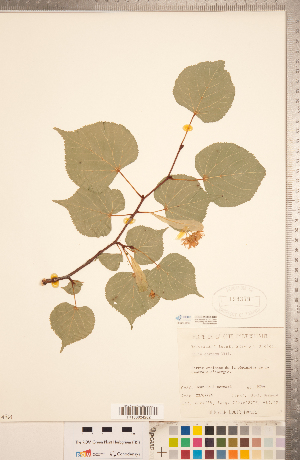  (Tilia cordata - CCDB-20333-G07)  @11 [ ] Copyright (2015) Deb Metsger Royal Ontario Museum