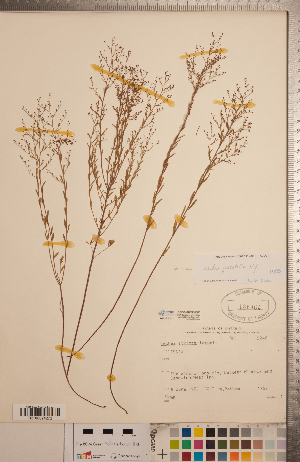  ( - CCDB-20333-E08)  @11 [ ] Copyright (2015) Deb Metsger Royal Ontario Museum