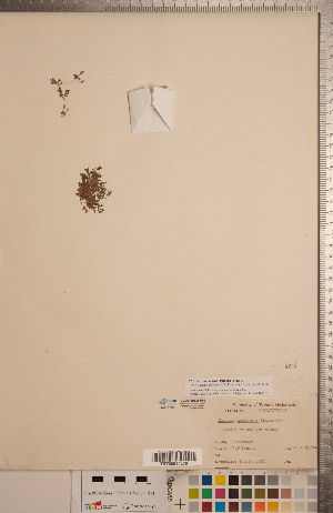  (Elatine americana - CCDB-20333-F09)  @11 [ ] Copyright (2015) Deb Metsger Royal Ontario Museum