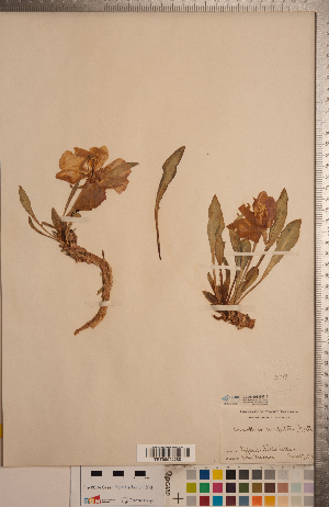  ( - CCDB-20333-E10)  @11 [ ] Copyright (2015) Deb Metsger Royal Ontario Museum