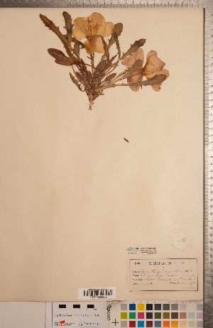  ( - CCDB-20333-D10)  @11 [ ] Copyright (2015) Deb Metsger Royal Ontario Museum