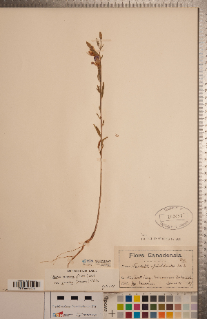  (Clarkia amoena subsp. caurina - CCDB-20333-A11)  @11 [ ] Copyright (2015) Deb Metsger Royal Ontario Museum