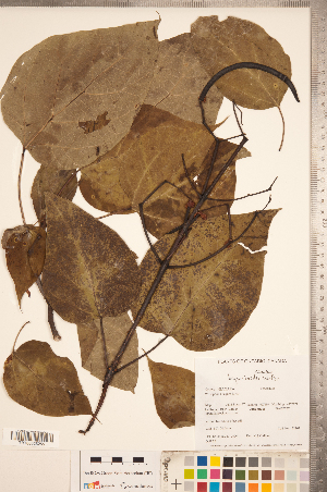  (Catalpa bignonioides - CCDB-20338-C12)  @11 [ ] Copyright (2015) Deb Metsger Royal Ontario Museum