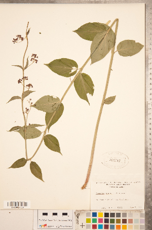  (Cynanchum louiseae - CCDB-20334-C10)  @11 [ ] Copyright (2015) Deb Metsger Royal Ontario Museum