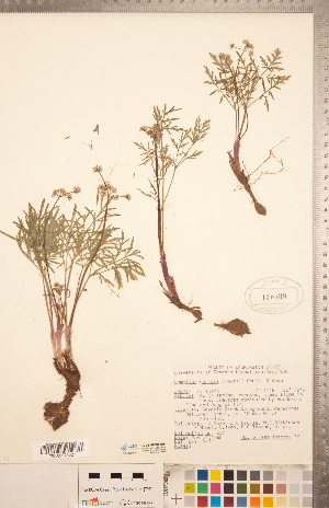  (Lomatium gormanii - CCDB-20334-B01)  @11 [ ] Copyright (2015) Deb Metsger Royal Ontario Museum