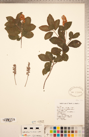  (Clethra alnifolia - CCDB-20334-D03)  @11 [ ] Copyright (2015) Deb Metsger Royal Ontario Museum