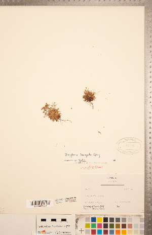  ( - CCDB-20334-A07)  @11 [ ] Copyright (2015) Deb Metsger Royal Ontario Museum