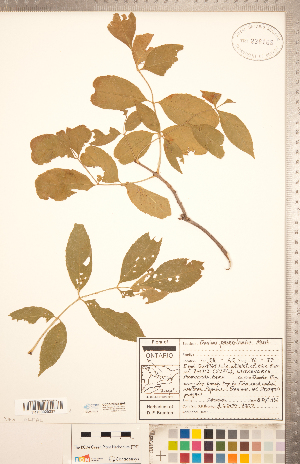  ( - CCDB-20334-B09)  @11 [ ] Copyright (2015) Deb Metsger Royal Ontario Museum