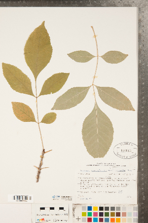  ( - CCDB-20334-G10)  @11 [ ] Copyright (2015) Deb Metsger Royal Ontario Museum