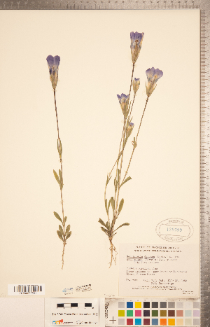  (Gentianopsis detonsa ssp raupii - CCDB-20334-F10)  @11 [ ] Copyright (2015) Deb Metsger Royal Ontario Museum