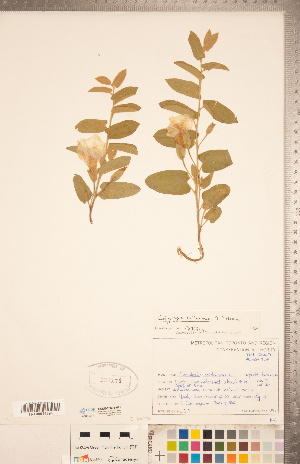  (Calystegia spithamaea - CCDB-20334-H11)  @11 [ ] Copyright (2015) Deb Metsger Royal Ontario Museum