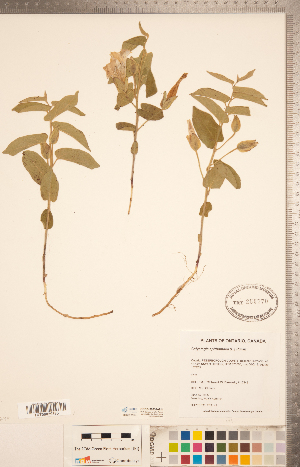  (Calystegia spithamaea - CCDB-20334-G11)  @11 [ ] Copyright (2015) Deb Metsger Royal Ontario Museum