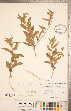  (Calystegia spithamaea subsp. spithamaea - CCDB-20334-E11)  @11 [ ] Copyright (2015) Deb Metsger Royal Ontario Museum
