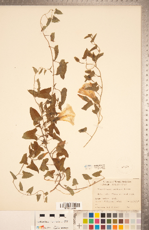  (Calystegia macounii - CCDB-20334-C11)  @11 [ ] Copyright (2015) Deb Metsger Royal Ontario Museum