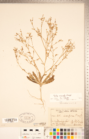  (Gilia sinuata - CCDB-20334-G12)  @11 [ ] Copyright (2015) Deb Metsger Royal Ontario Museum