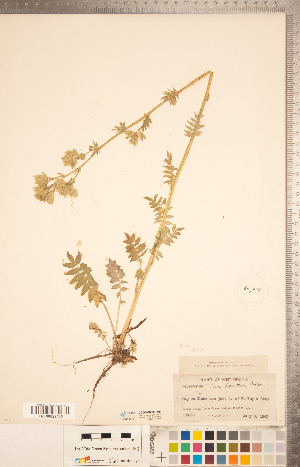  (Polemonium vanbruntiae - CCDB-20335-A01)  @11 [ ] Copyright (2015) Deb Metsger Royal Ontario Museum