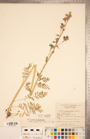  (Polemonium occidentale - CCDB-20335-C01)  @11 [ ] Copyright (2015) Deb Metsger Royal Ontario Museum